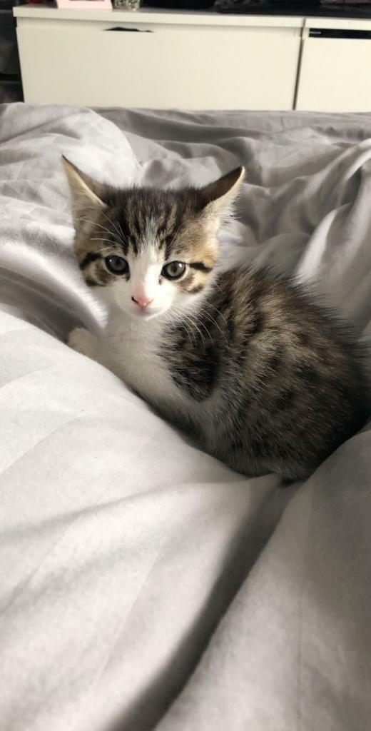 Kittens in Cardonald, Glasgow Gumtree