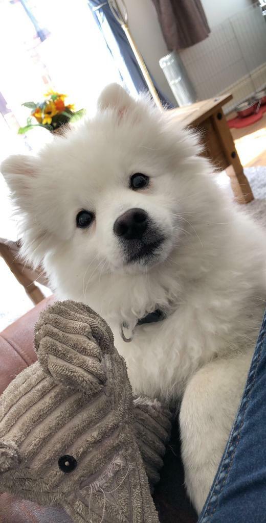 Stunning Japanese Spitz for sale | in Pontnewynydd, Torfaen | Gumtree