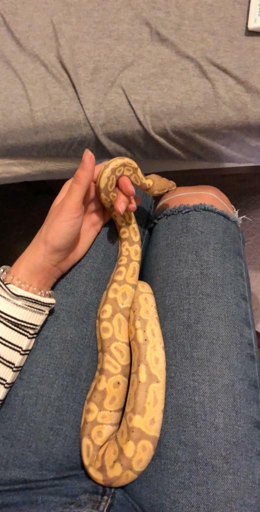 Banana royal python in Pentwyn, Cardiff Gumtree