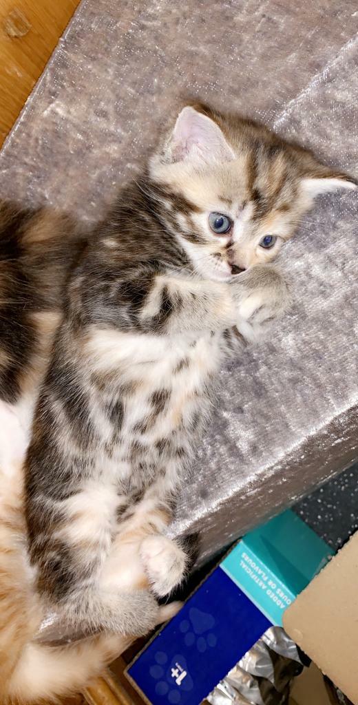 Beautiful kittens in Bournemouth, Dorset Gumtree