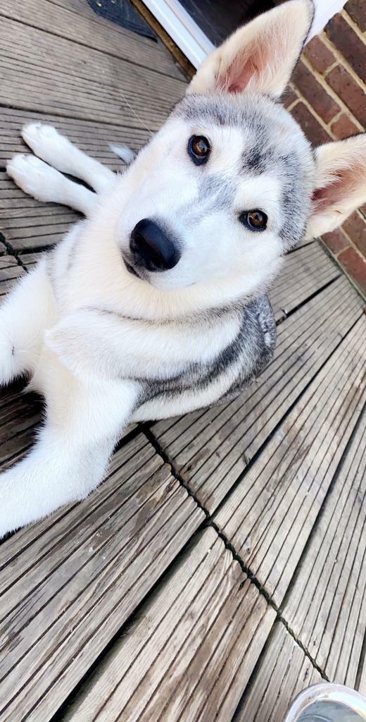 Husky puppy 6 months old in Bursledon, Hampshire Gumtree