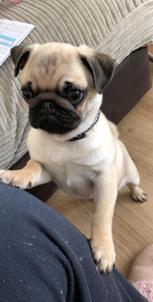 Boy pug for sale in Peasedown St John, Somerset Gumtree