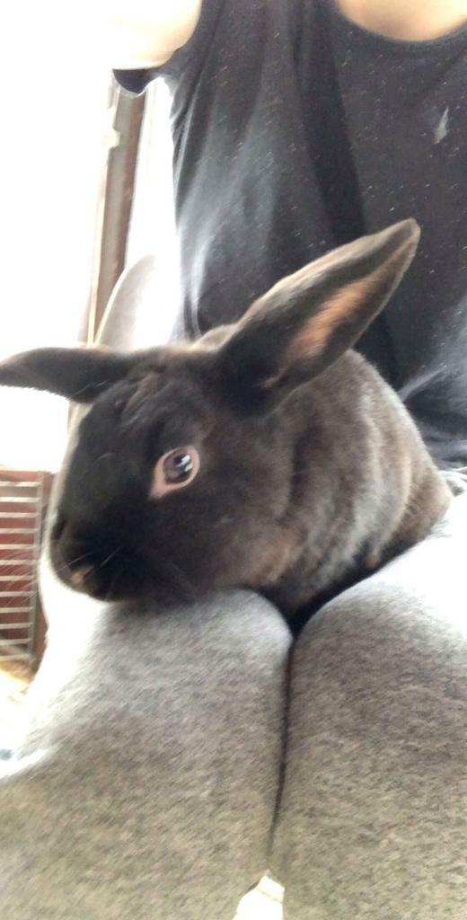 Neutered Male Rabbit For Sale in Ipswich, Suffolk Gumtree