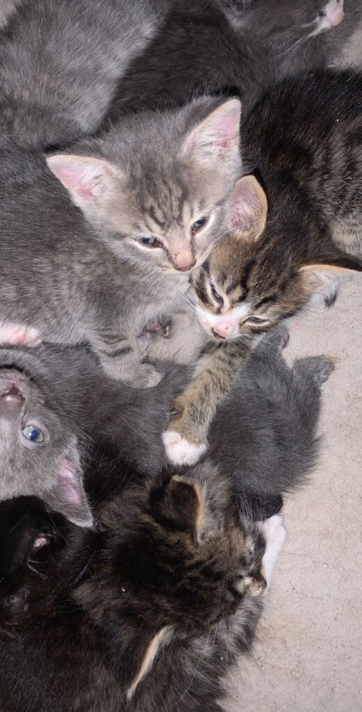 Lovely kittens for sale in Bearsden, Glasgow Gumtree