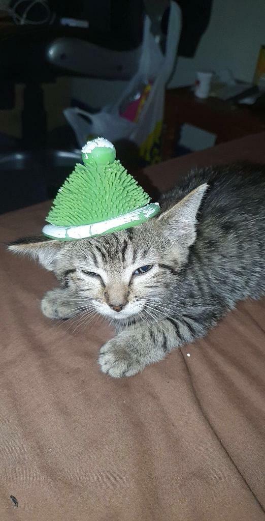 Gorgeous Kitten For Sale In Stirling Gumtree