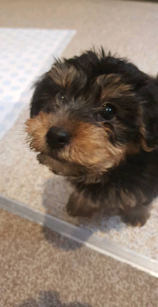 Dorkie male pup in Par, Cornwall Gumtree