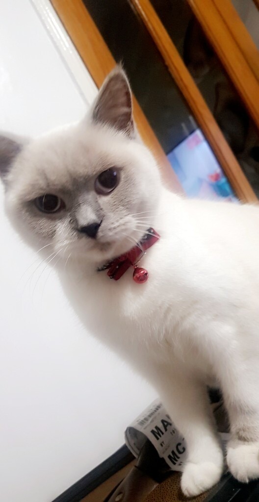 British Short Hair Kittens For Sale In Rochdale Manchester Gumtree