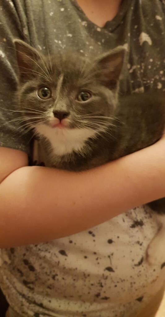 Kittens for sale in Sheffield, South Yorkshire Gumtree