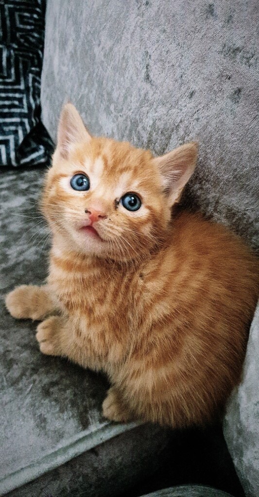 Beautiful ginger kittens in Addlestone, Surrey Gumtree
