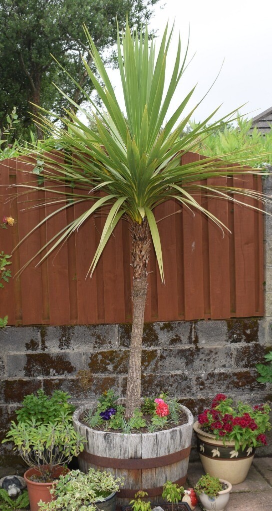 MATURE CORDYLINE TREE 7 8 ft in Swansea Gumtree