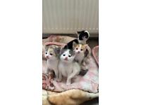 Calico Kittens [150 each!]
