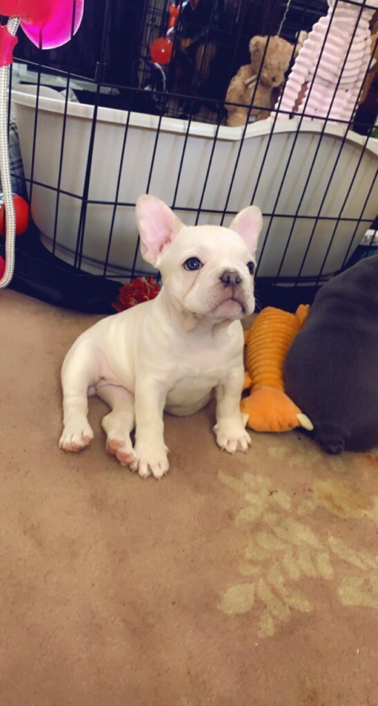 Platinum French Bulldog Boy Lil Beast! in Wolverhampton, West