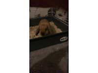 Rabbit for sale 8 months