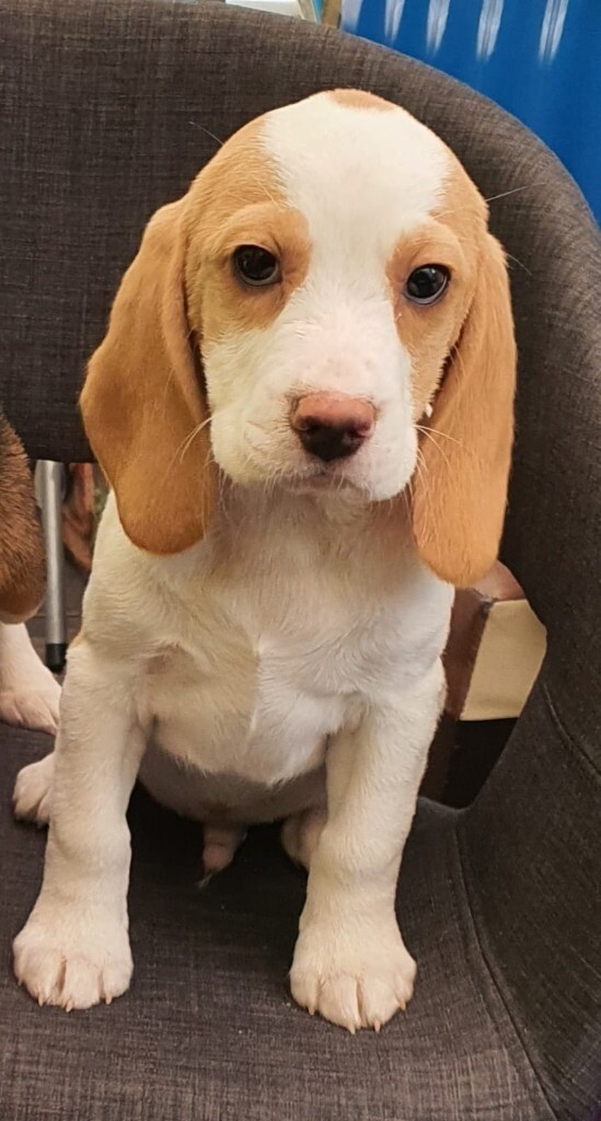 Beagles puppies for sale in Sharston, Manchester Gumtree