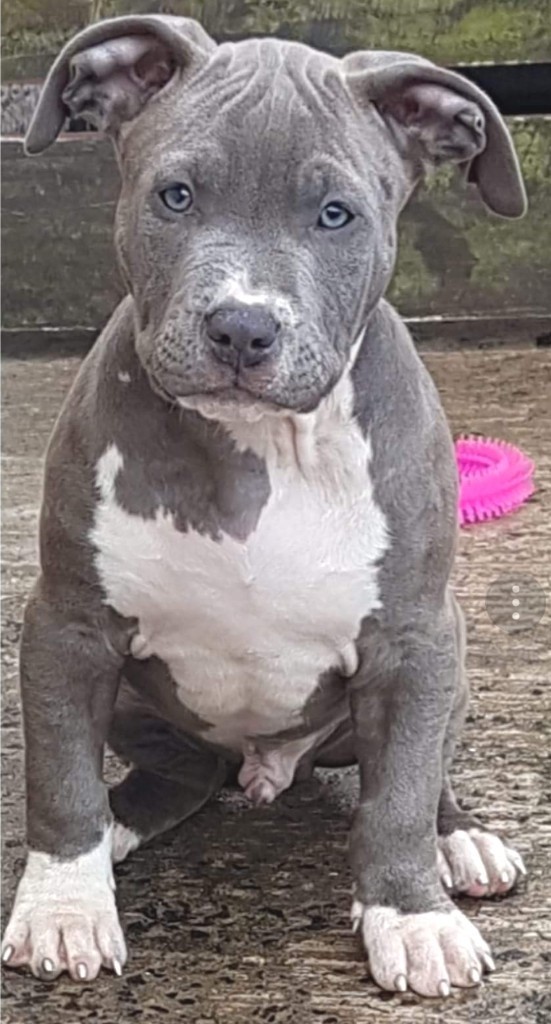 Exellent quality XL American Bullys in Carryduff, Belfast Gumtree