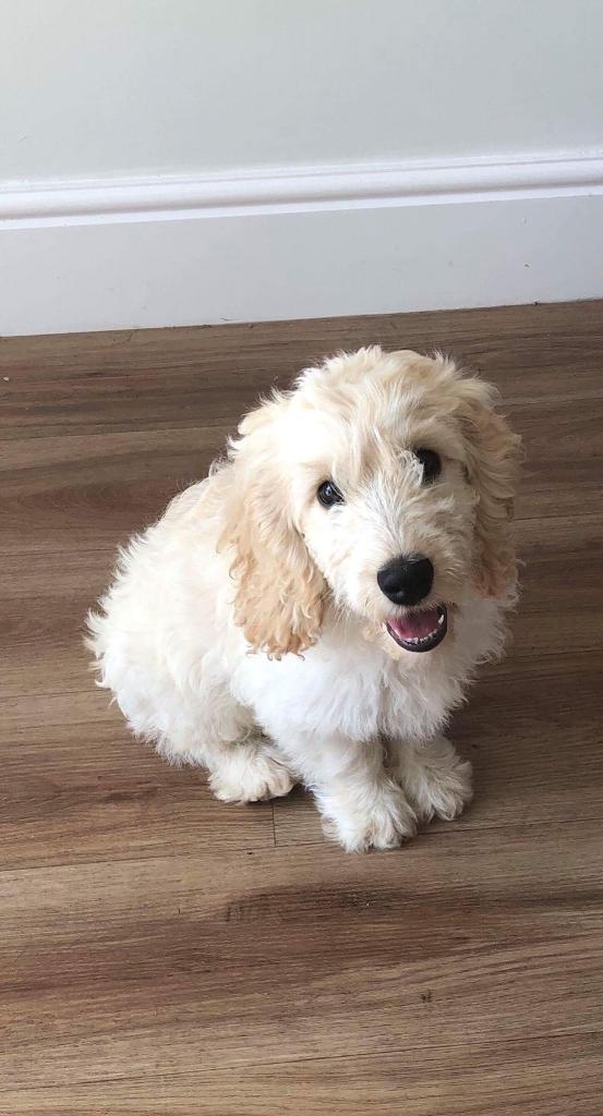 Male apricot cockapoo puppy for sale in StocktononTees, County