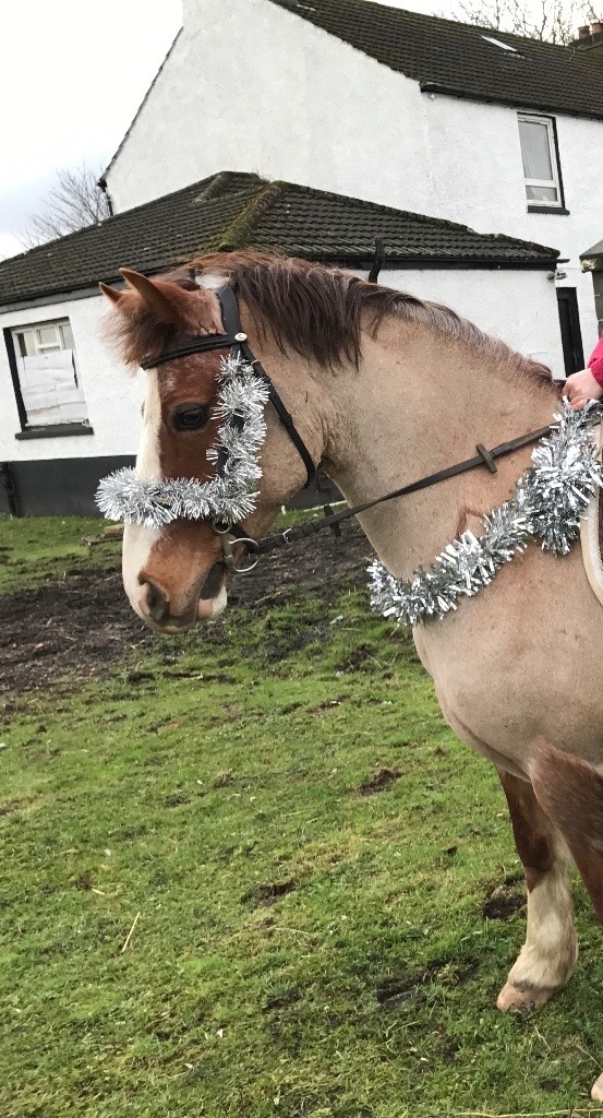 13.2 pony for loan in East Dunbartonshire Gumtree