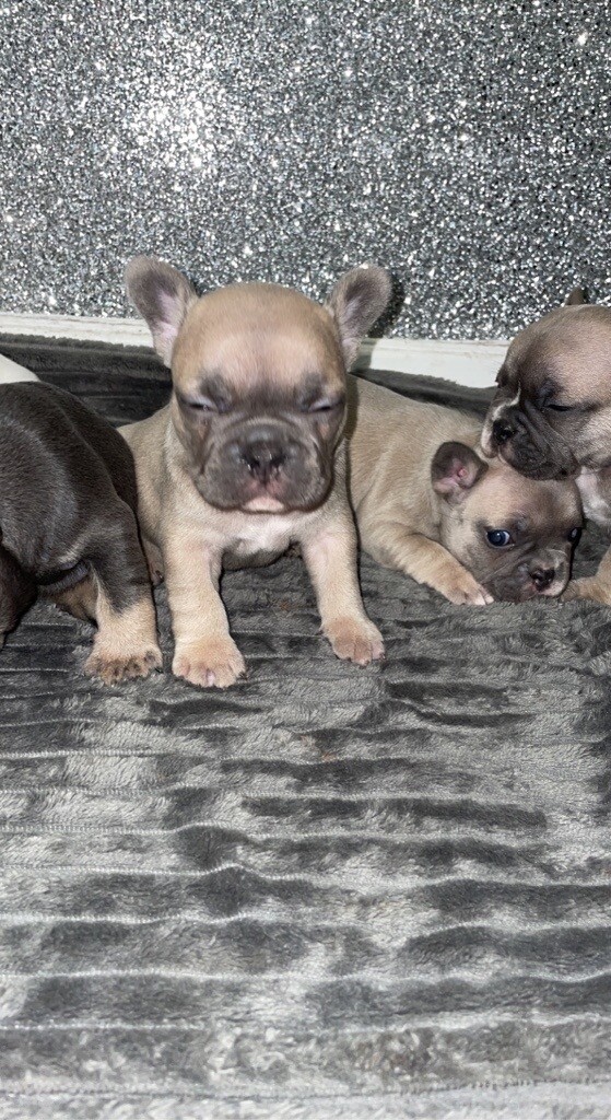 French Bulldog Pups In East End Glasgow Gumtree