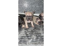 French Bulldog In Fife Dogs Puppies For Sale Gumtree