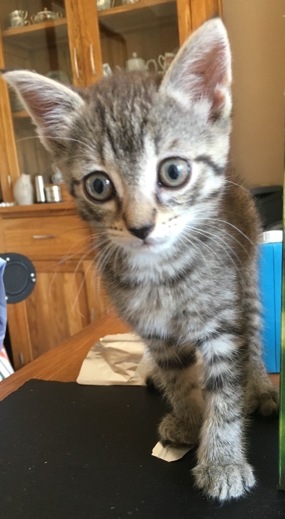 Female Tabby Kitten in Orpington, London Gumtree