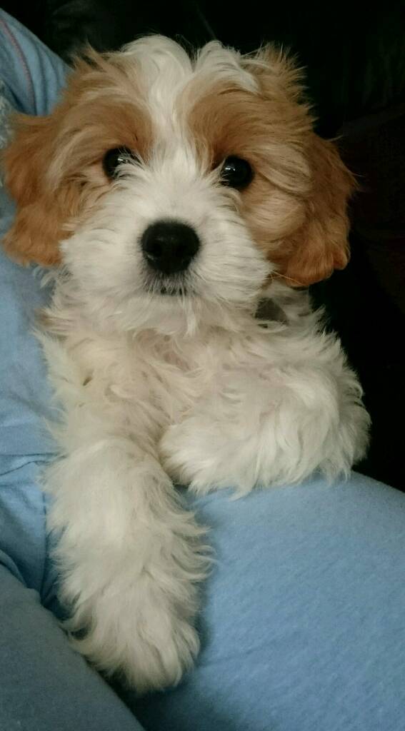 12 week old cavapoo pup in Liverpool, Merseyside Gumtree