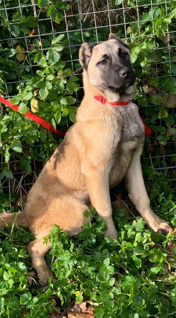STUNNING TURKISH KANGAL PUPS FOR SALE !!! ***** in Lowestoft, Suffolk