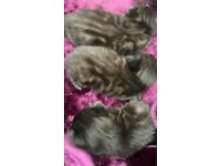 3 long haired chunky kittens 