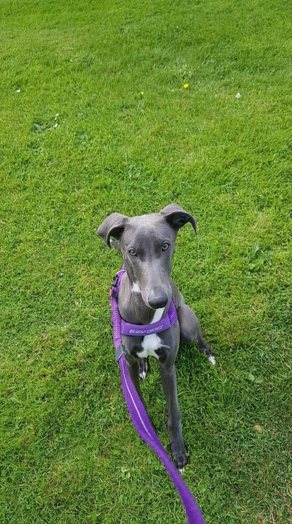 URGENT Greyhound cross whippet looking for forever home REHOME in