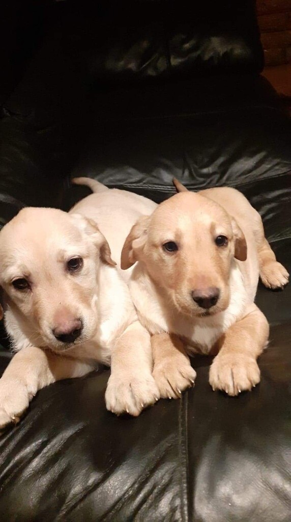 Labrador Puppies for sale in Scunthorpe, Lincolnshire Gumtree