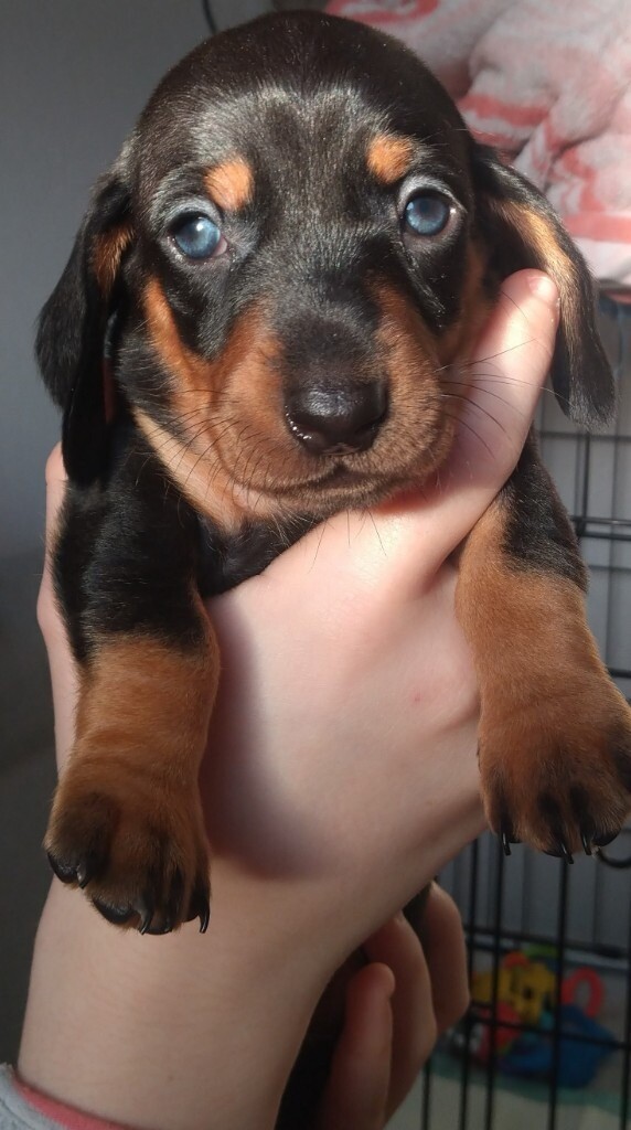 Dachshund puppies available | in Nantwich, Cheshire | Gumtree