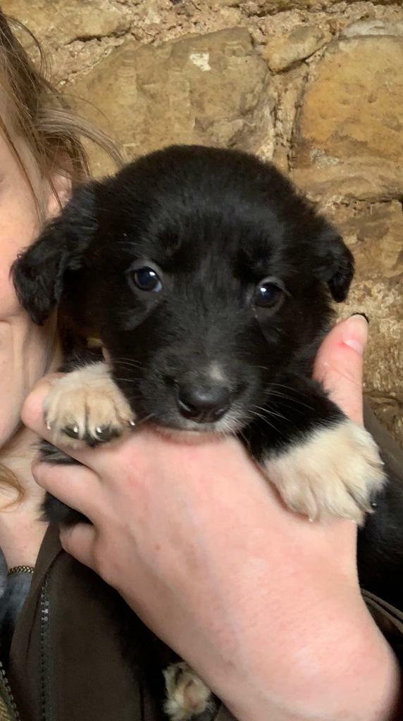 Collie x Lab puppies in Newcastle, Tyne and Wear Gumtree