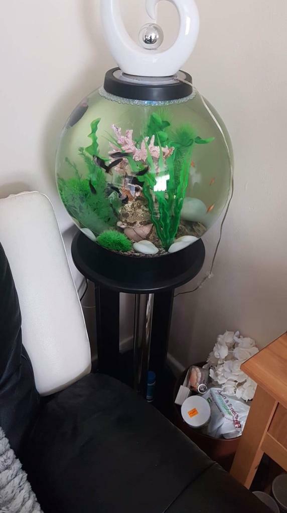Bio orb/ fish tank in Newhall, Derbyshire Gumtree