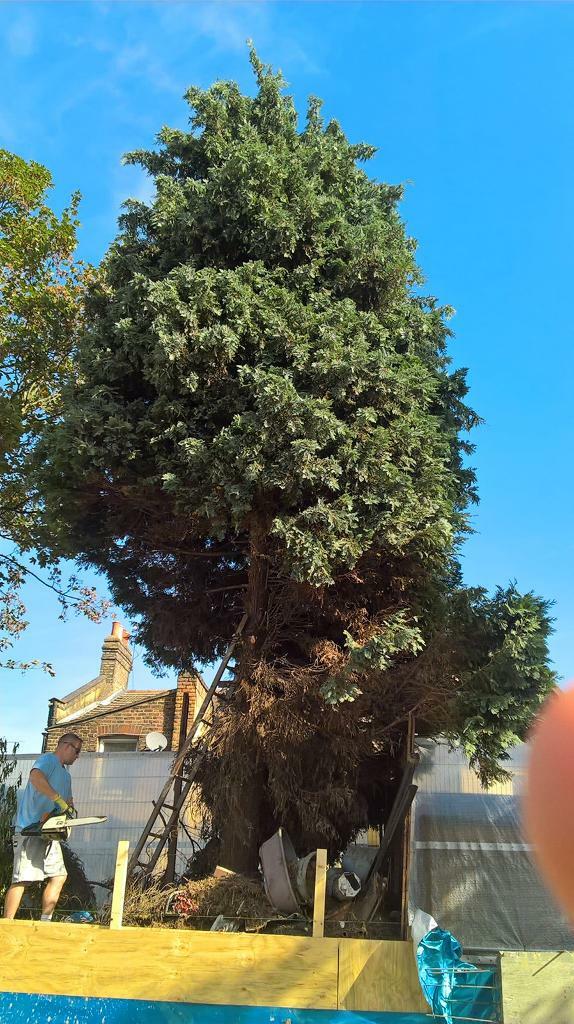 Peter’s tree surgeon landscape gardening ga in Leytonstone, London