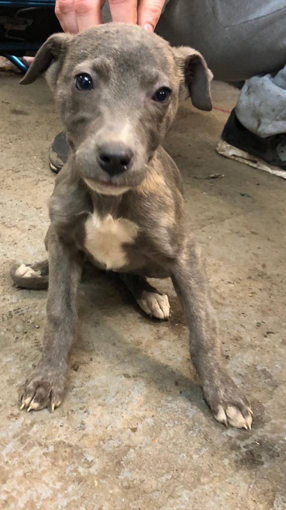 Bull Whippet Greyhound Pups
