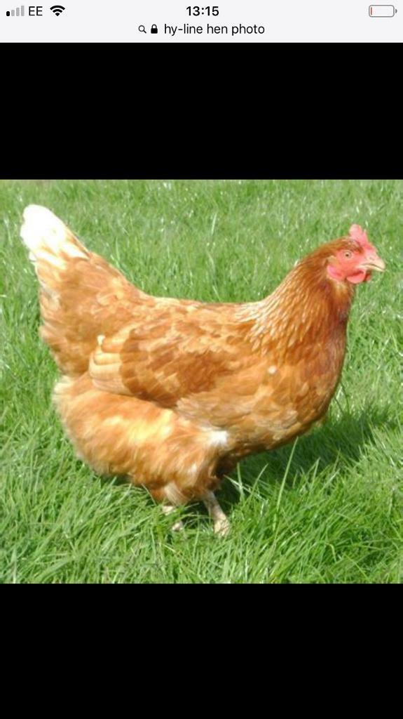 Hyline point of lay pullets / hens in Inverness, Highland Gumtree