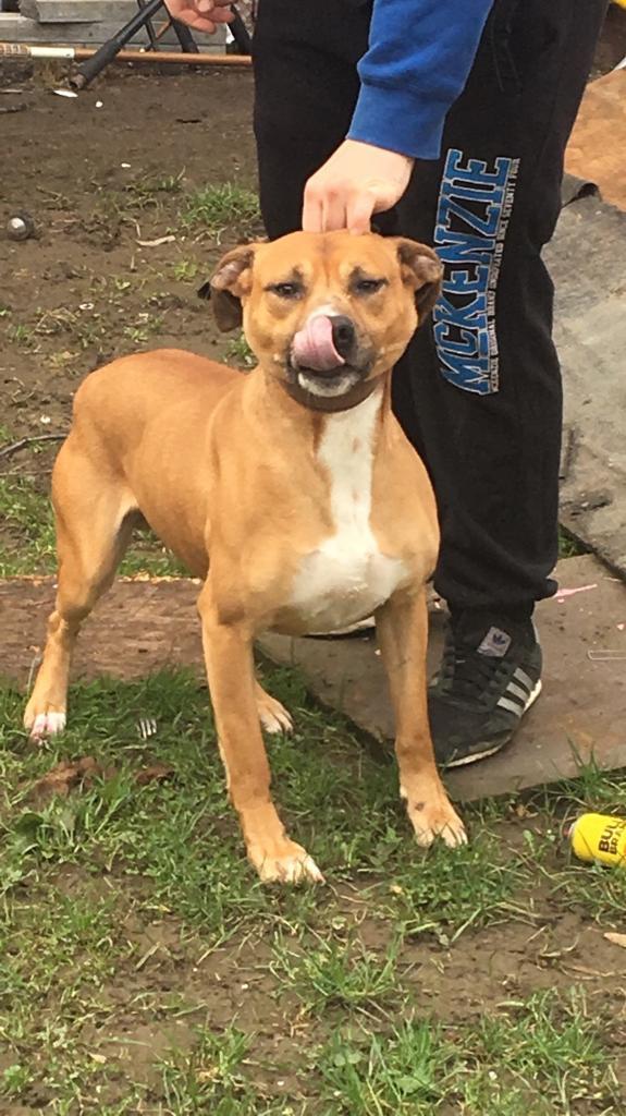 Bull X Greyhound in Rotherham, South Yorkshire Gumtree