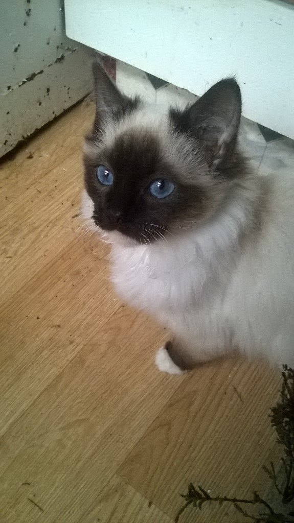 Birman indoor Seal Point Blue eyed kittens in West Midlands readygo to loving family homes now
