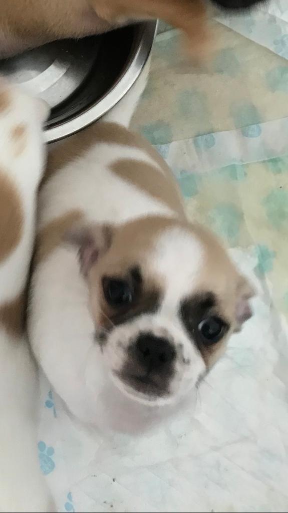 CHUG PUPPIES for sale in Helston, Cornwall Gumtree