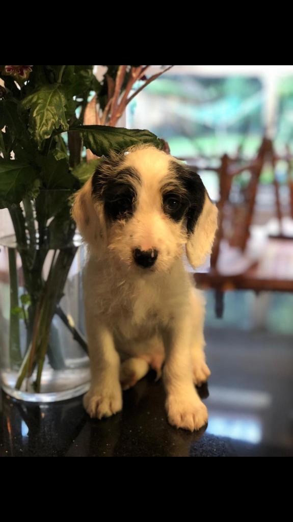 Bedlington terrier X springer puppies in Stockport, Manchester Gumtree