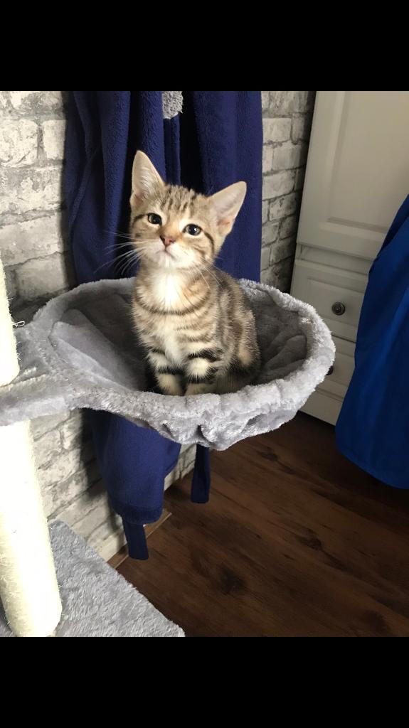 Kitten for sale in Cramlington, Northumberland Gumtree
