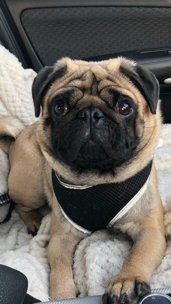 Pug male kc registred 19 months old in Leicester, Leicestershire