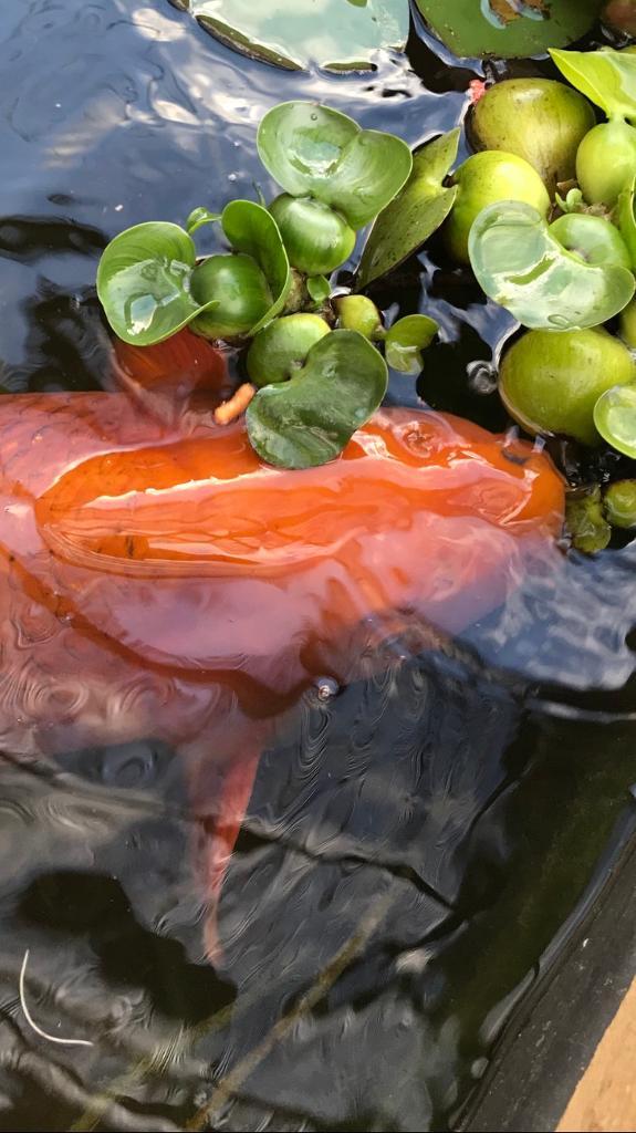 Koi carp 12lb in weight in Kirk Ella, East Yorkshire Gumtree
