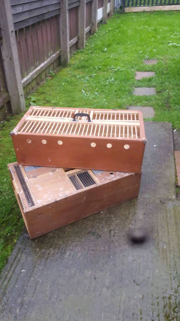 Pigeon hamper and training crate in County Antrim Gumtree