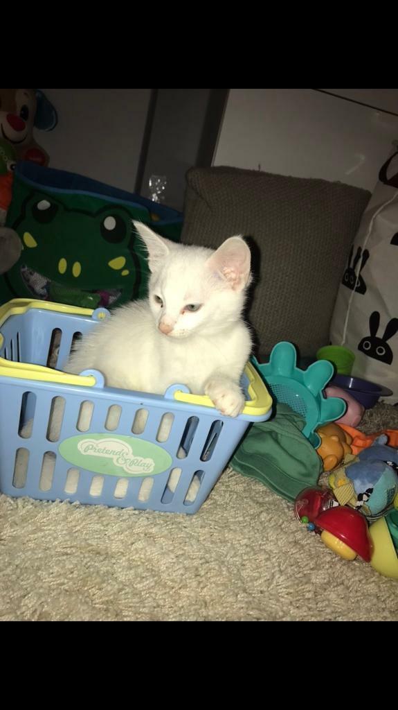 White female kitten for SALE! (12 weeks) in Bournemouth, Dorset Gumtree