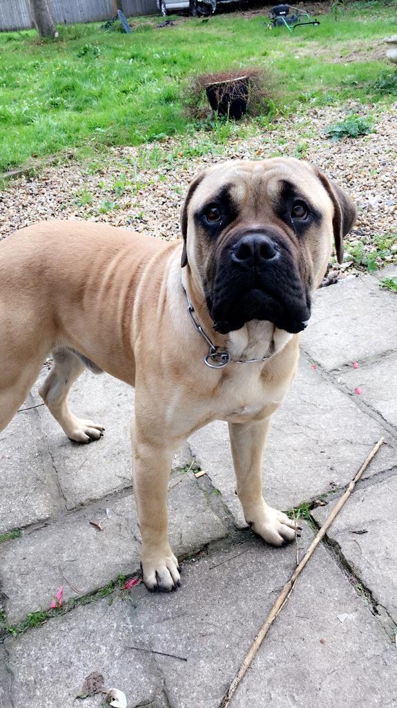 Beautiful Bullmastiff/BoerBoel in Bournemouth, Dorset Gumtree