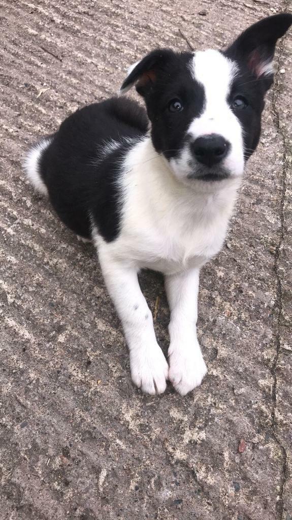 Border Collie puppies for sale in Moneymore, County Londonderry Gumtree
