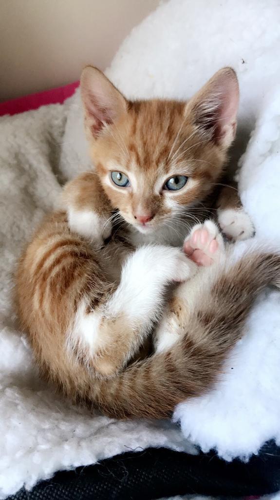 Ginger Male 9 weeks Kitten in Stannington, South Yorkshire Gumtree