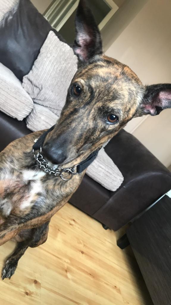 Lurcher for sale in Falkirk Gumtree