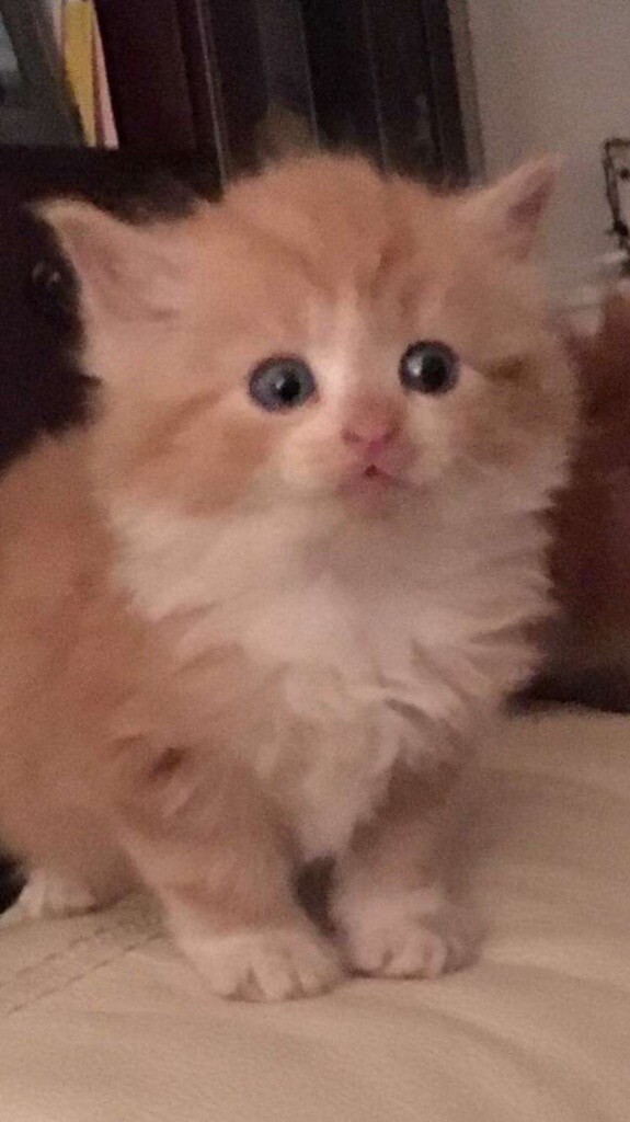 Light ginger kitten looking for a new home in Lesmahagow, South