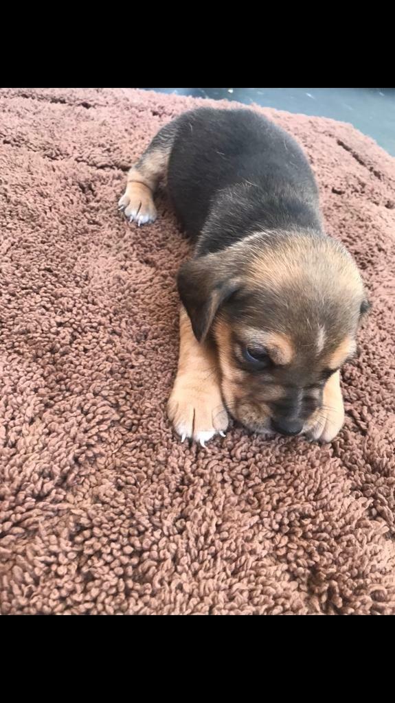 Bagel puppy in Nuneaton, Warwickshire Gumtree